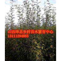 側(cè)柏 側(cè)柏苗 白臘苗 五角楓苗 核桃苗 蘋果樹 桃樹價(jià)格