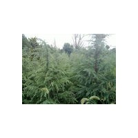 雪松 廣玉蘭 白玉蘭 馬褂木 香樟