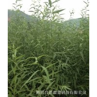 四川合進(jìn)——值得您信賴的竹柳培育基地