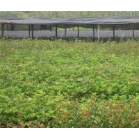 供應桂花苗/桂花小苗/桂花樹/紅葉石楠苗