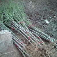 木槿樹(shù)苗、木槿樹(shù)苗價(jià)格、山東木槿樹(shù)苗