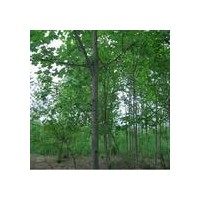 廣玉蘭基地-廣玉蘭圖片-南京廣玉蘭價格優(yōu)惠