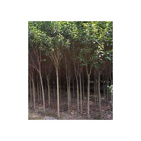 廣玉蘭價格-大戶廣玉蘭價格-公司廣玉蘭價格