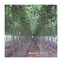 低價供應(yīng)毛白楊 速生千頭椿 白蠟 法桐 國槐 速生楊 速生柳 黃柳