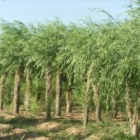 陜西米徑15公分的旱柳價(jià)格隨州18公分饅頭柳價(jià)格