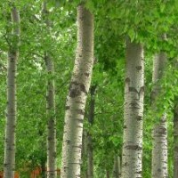 專供/毛白楊千頭椿國槐合歡白蠟法桐垂柳107楊樹