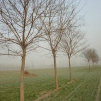 國(guó)槐 8-40公分國(guó)槐 國(guó)槐價(jià)格 山東國(guó)槐基地