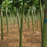 國(guó)槐 山東國(guó)槐 國(guó)槐基地