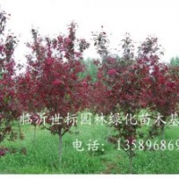 紅寶石海棠|高原之火海棠|綠化苗木|臨沂世標(biāo)園林綠化