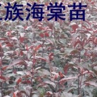 光輝海棠，王族海棠