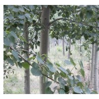 供椿樹(shù)，毛白楊，107，法桐，國(guó)槐，欒樹(shù)，白蠟，榆樹(shù)，柳樹(shù)等