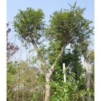 安徽烏桕 三角楓 1-15公分供應(yīng)100萬(wàn)株烏桕