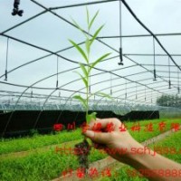 美國(guó)竹柳專賣店 正宗竹柳 竹柳大全 竹柳大苗4米