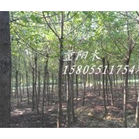 供應5公分國槐，6公分國槐，8公分國槐，10公分國槐