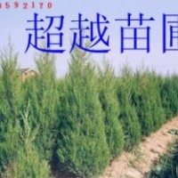 塔柏小苗 江蘇蜀檜基地 南京蜀檜價(jià)格