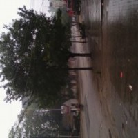 國槐樹 22公分國槐樹