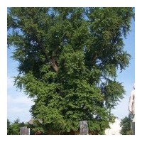 常年供應(yīng)18公分實(shí)生銀杏樹1800元1棵歡迎咨詢