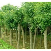 苗圃直銷全紅楊種條，速生楊，紅葉楊