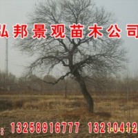 常年供應(yīng)杜梨 刺槐