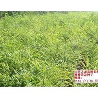 供應(yīng) 山西優(yōu)質(zhì)國槐苗