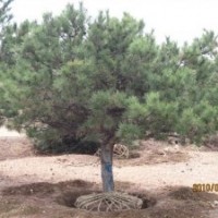 供應(yīng)油松，2米油松價格，3米油松價格，4米油松價格