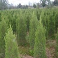 1.5米蜀檜低價處理不脫腳 質(zhì)量好