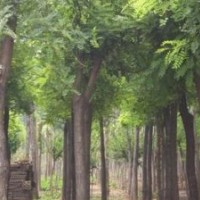 供應(yīng)： 大葉黃楊 紫荊、紫薇、木槿、櫻花、國槐、垂槐、等等