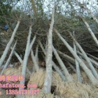 各種法桐，白蠟，國槐，櫻花，合歡，大葉女貞等苗木