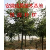安徽蜀檜龍柏成昊苗木基地