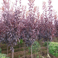 供應(yīng)苗木：黃金樹(shù)，青扦葉杉，紫葉稠李。