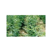 供應(yīng)大小皂角苗|皂角樹|藥用皂角苗