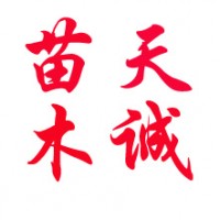 魯蠟5號(hào)小苗悶子 品質(zhì)優(yōu)于園蠟2號(hào)的速生白蠟新品