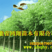 美國竹柳小苗扦插段2公分3公分6公分8公分美國竹柳價(jià)格