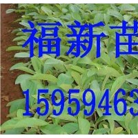 柚木 柚木種子 柚木苗