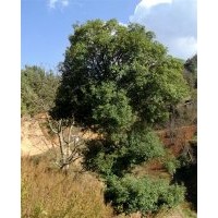 8米以上高的金桂樹