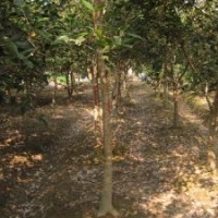 永春桂花，福建桂花，尖葉桂花，月月桂花，桂花小苗