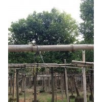 福建天竺桂，泉州天竺桂，天竺桂，天竺桂小苗