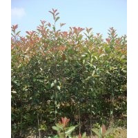 福建紅葉石楠，紅葉石楠小苗，高桿紅葉石楠，泉州紅葉石楠
