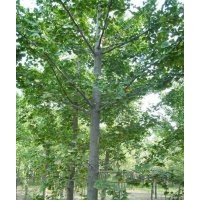 銀杏基地直銷銀杏樹，銀杏樹種子歡迎咨詢