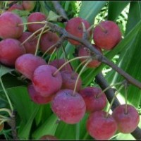 八棱海棠樹供應(yīng)商 河北昊月八棱海棠苗木