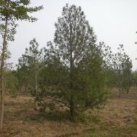 供應(yīng)白皮松4-5m