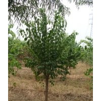 出售6-10公分絲棉木