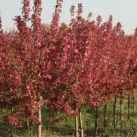 大量供應(yīng)2-18cm北美海棠工程用苗??！