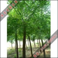 國槐價格最近報價