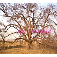 出售百年古海棠樹，直徑0.5-80公分八棱海棠樹，山杏樹