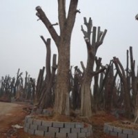 我基地還大量供應(yīng)一批移栽香樟，精品桂花，嫁接紅楓，紫薇，楊梅