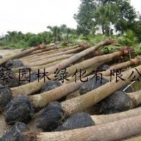 供應(yīng)新會(huì)蒲葵