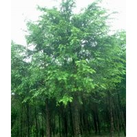 供應(yīng)紅豆杉苗木