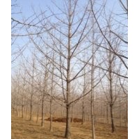 出售銀杏樹，品優(yōu)價(jià)低