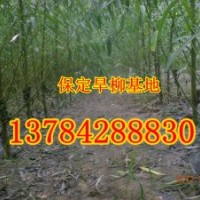 8公分速生柳價(jià)格